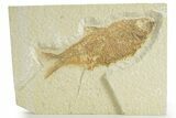 Fossil Fish (Knightia) - Wyoming #363794-1